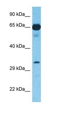 ELF5 antibody