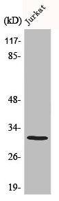 ELF5 Antibody