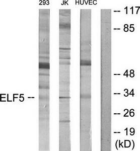 ELF5 Antibody
