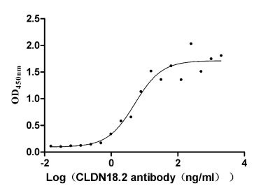 CLDN18 antibody