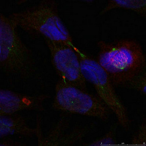ELK1 (Ab-389) Antibody