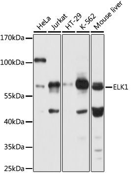 ELK1 antibody