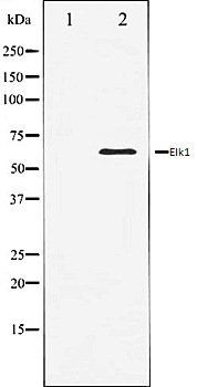 Elk1 antibody