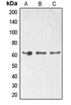ELK1 (phospho-S389) antibody