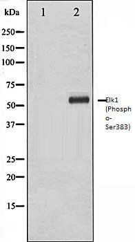 Elk1 (Phospho-Ser383) antibody