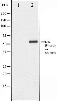Elk1 (Phospho-Ser389) antibody