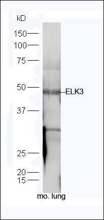 ELK3 antibody
