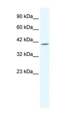 ELK4 antibody