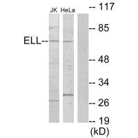 ELL antibody