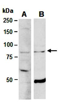 ELL2 (C1) Antibody, Rabbit Polyclonal
