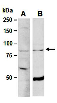 ELL2 antibody