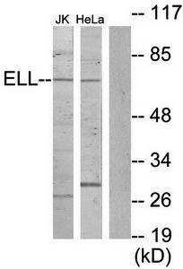ELL Antibody