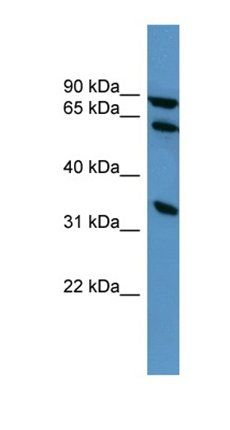 ELMO1 antibody