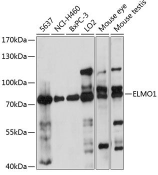 ELMO1 antibody