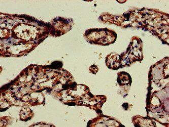 ELMO2 Antibody