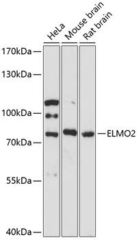 ELMO2 antibody