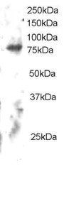 Goat anti-ELMO2 Antibody