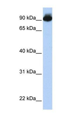 ELMO3 antibody