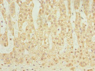 ELMOD1 Antibody