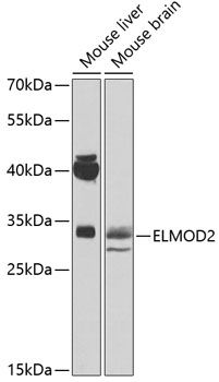 ELMOD2 antibody
