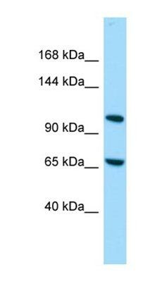 ELMSAN1 antibody