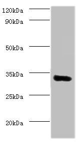 Elongation factor 1-delta antibody