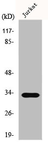 ELOVL1 Antibody