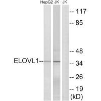 ELOVL1 antibody
