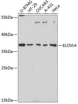ELOVL4 antibody