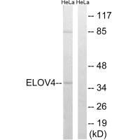ELOVL4 antibody