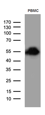ELP4 antibody
