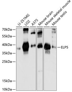 ELP5 antibody