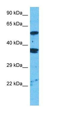 EM55 antibody