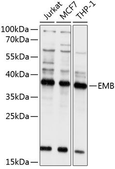EMB antibody