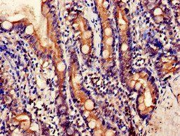 EMB Antibody