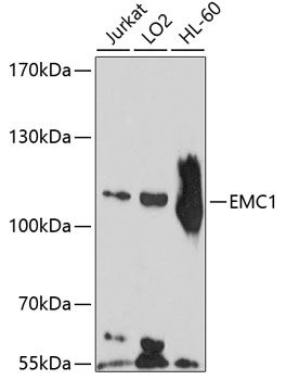 EMC1 antibody