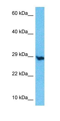 EMC10 antibody