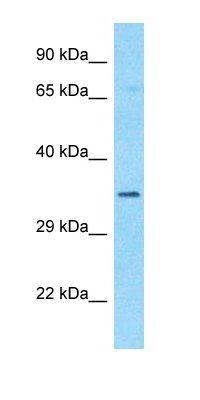 EMC2 antibody