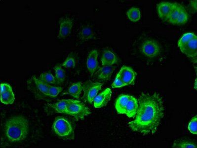 EMC6 Antibody