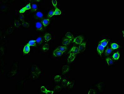 EMC9 antibody