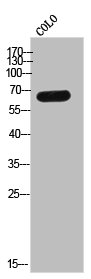 EME1 antibody