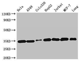 Emerin antibody