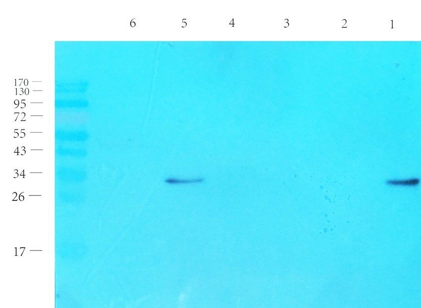 Emerin antibody