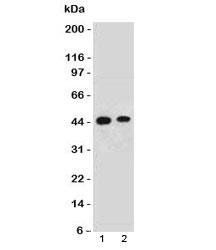 EMI1 Antibody (Early Mitotic Inhibitor-1)