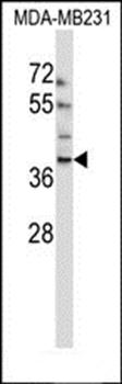 EMID1 antibody