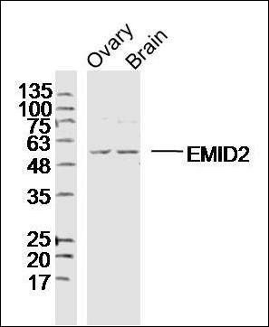 EMID2 antibody