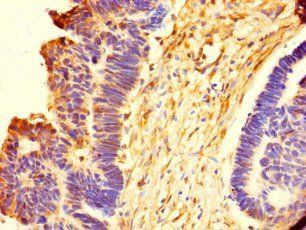 EMILIN1 Antibody