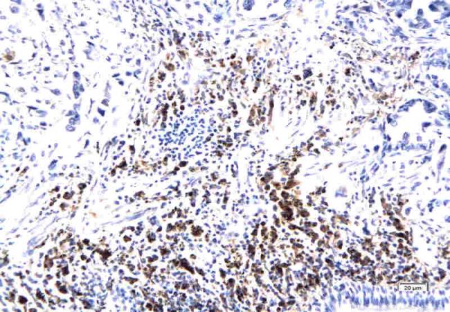 EMP3 Rabbit Polyclonal Antibody