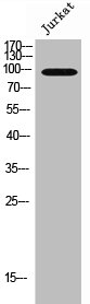 EMR1 Antibody