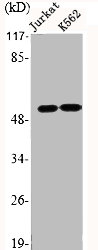 EMR4P antibody